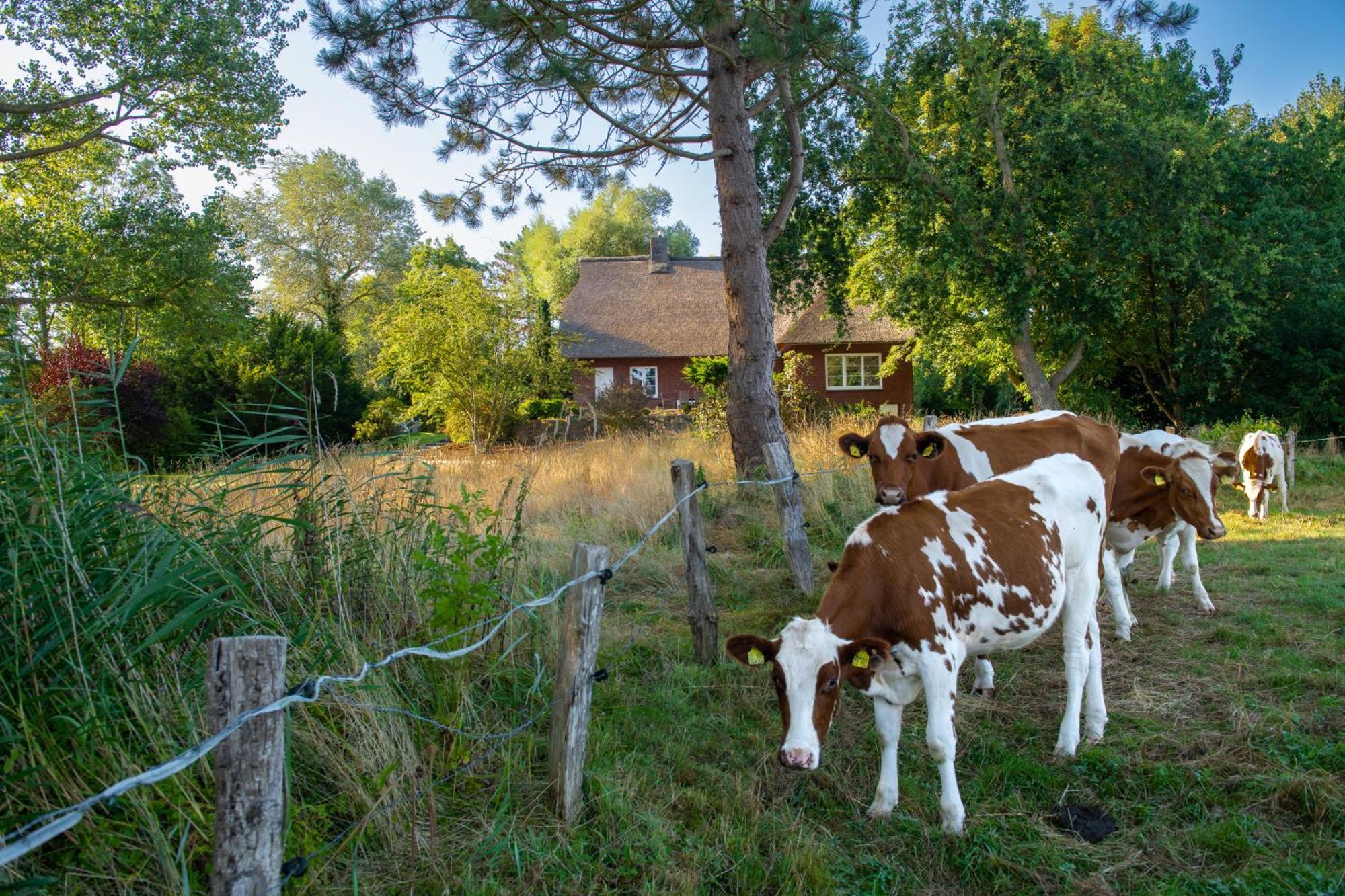 Reetdachhaus Eiderblick Villa Breiholz ภายนอก รูปภาพ